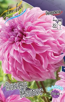 Dahlia Vassio Meggos 53,2.jpg