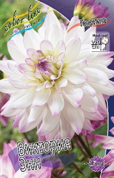 Dahlia Victoria Ann 63,2.jpg