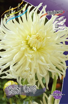 Dahlia White Star 53,2.jpg