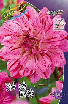 Dahlia Way Of Life 63,6.jpg