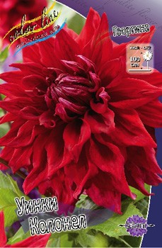 Dahlia Winkie Colonel 59,9.jpg