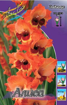 Gladiolus Alice 10 99.jpg