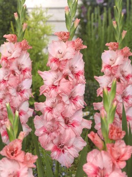 Gladiolus Adrenalin 10.  89,9.jpg