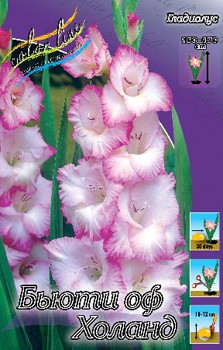 Gladiolus Beauty Of Holland 10.  57,2.jpg