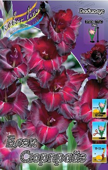 Gladiolus Black Surprise 10.  62,4.jpg