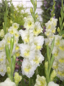 Gladiolus Break A'down 10 99.jpg