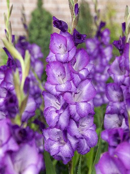 Gladiolus Chemistry 10.  86.jpg