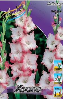 Gladiolus Cheops 10.  57,2.jpg