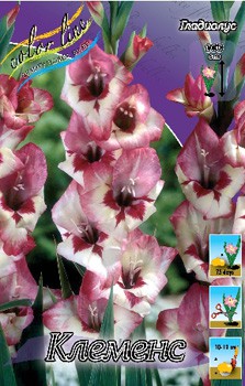 Gladiolus Clemence 10 99..jpg