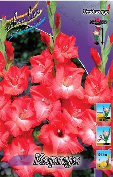 Gladiolus Corpus 10.  70,3.jpg