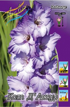 Gladiolus Cote D'azur 10.  89,9.jpg