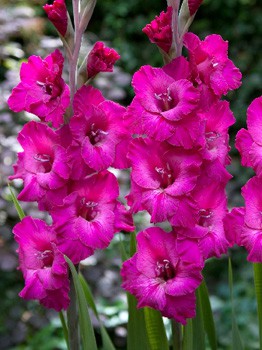 Gladiolus Dakar 10.  572.jpg