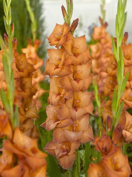 Gladiolus Dalai Lama 10.  80,91.jpg