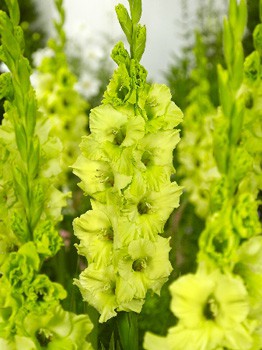 Gladiolus Evergreen 10.  89,9.jpg