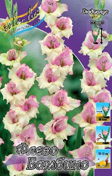 Gladiolus Flevo Bambino 10 99..jpg