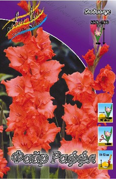 Gladiolus Fire Frizzles 10.  69.jpg