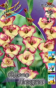 Gladiolus Flevo Laguna 10 99..jpg