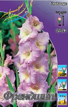 Gladiolus Friendship 10. 66,4.jpg