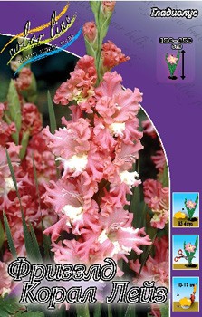 Gladiolus Frizzled Coral Lace 10.  87.jpg