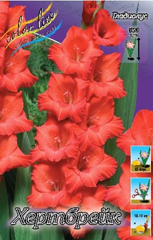 Gladiolus Heartbreak 10.  79,4.jpg