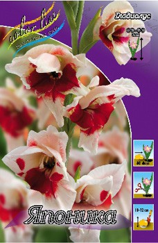 Gladiolus Japonica 10 99..jpg