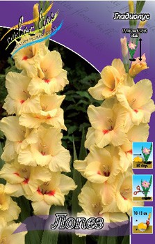 Gladiolus Lopez 58,5. 10..jpg