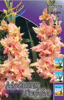 Gladiolus Magic Frizzles 10.  69.jpg