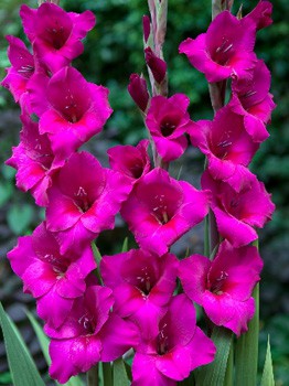 Gladiolus Manuela 57,2. 10..jpg