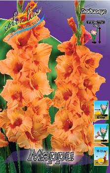 Gladiolus Merry 10 99..jpg