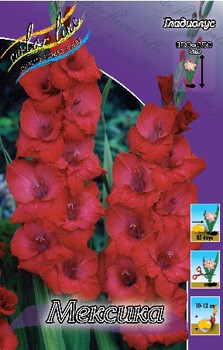 Gladiolus Mexico 57,2 10..jpg