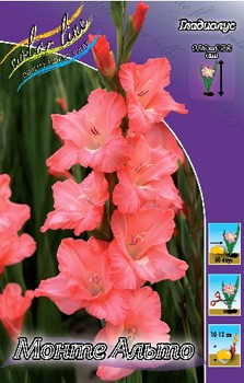 Gladiolus Monte Alto 10.  86.jpg