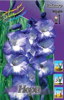 Gladiolus Nori 10.  78,10.jpg