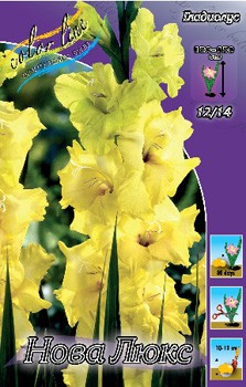 Gladiolus Nova Lux 10.  71,6.jpg