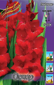 Gladiolus Oscar 10.  79,4.jpg