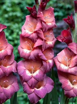 Gladiolus Penny Lane 10.  62,4.jpg