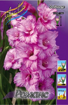 Gladiolus Romance 10.  89,9.jpg