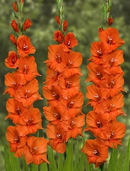 Gladiolus Rosiebee Red 65,2.jpg