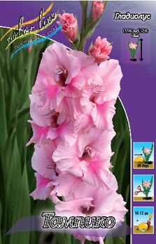 Gladiolus Tampico 10.  86.jpg