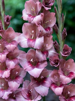 Gladiolus Torino 10.  62,4.jpg