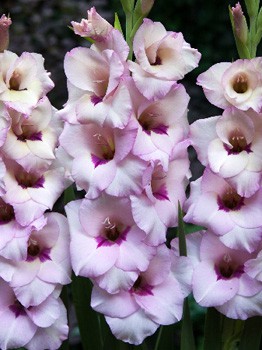 Gladiolus Venezia 10.  62,4.jpg