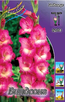 Gladiolus Windsong 10.  72,9.jpg