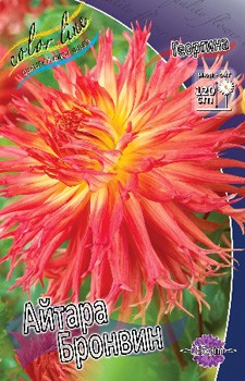 Dahlia Aitara Bronwyn 65,9.jpg