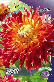 Dahlia Akita 55,80..jpg