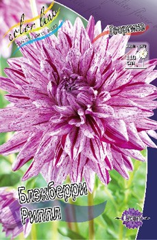 Dahlia Blackberry Ripple 64,6.jpg