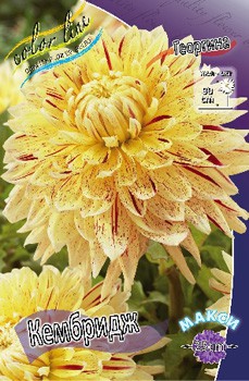 Dahlia Cambridge 63,2.jpg