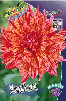 Dahlia Ciaboss 63,2.jpg