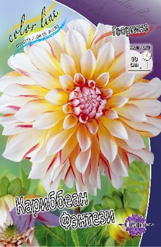 Dahlia Caribbean Fantasy 63,2.jpg