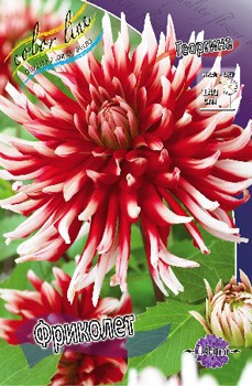 Dahlia Friquolet 56,5.jpg