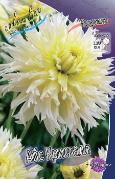 Dahlia Ice Crystal 61,2.jpg