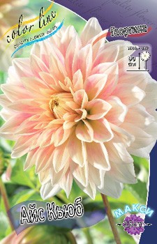 Dahlia Ice Cube 56,5.jpg